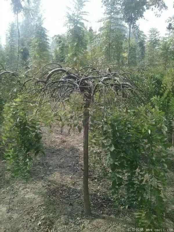 龙爪槐图片龙爪槐基地实拍 龙爪槐图片龙爪槐基地实拍