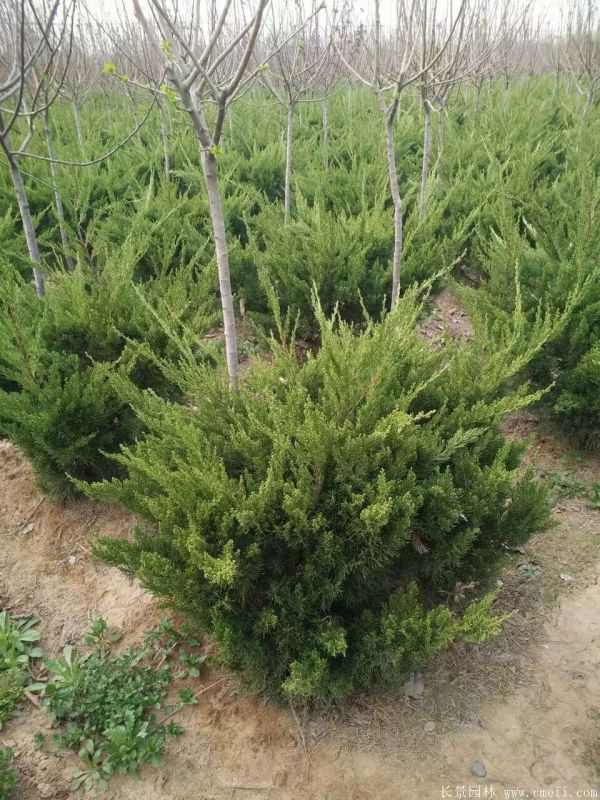 龙柏球图片龙柏球基地实拍 龙柏球图片龙柏球基地实拍