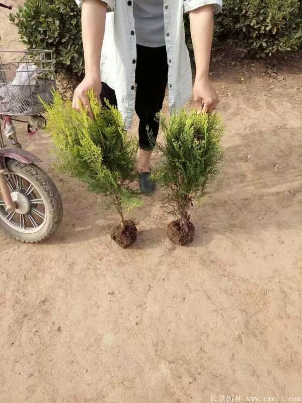 洒金柏图片洒金柏基地实拍 洒金柏图片洒金柏基地实拍