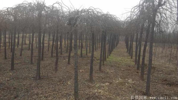 龙爪槐图片龙爪槐基地实拍 龙爪槐图片龙爪槐基地实拍