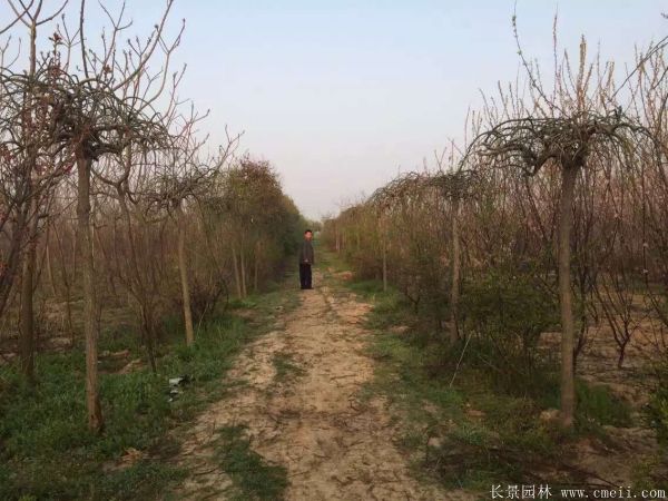 龙爪槐图片龙爪槐基地实拍 龙爪槐图片龙爪槐基地实拍