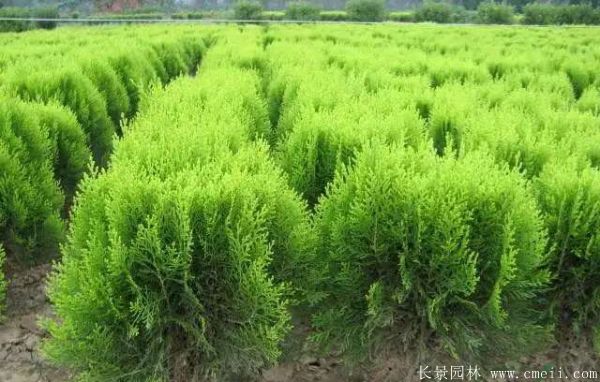 洒金柏图片洒金柏基地实拍 洒金柏图片洒金柏基地实拍