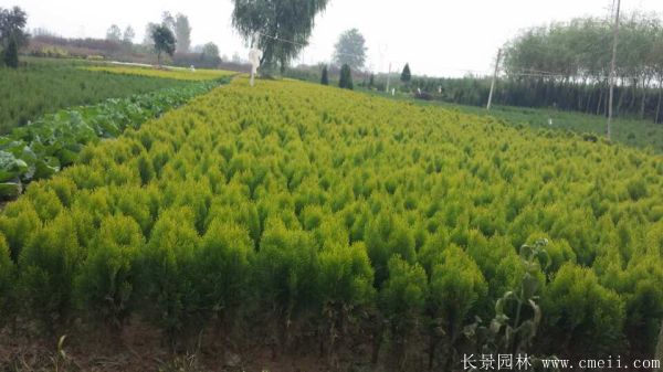洒金柏图片洒金柏基地实拍 洒金柏图片洒金柏基地实拍