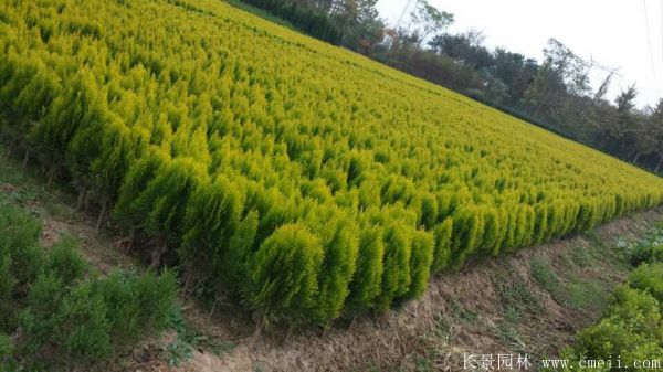 洒金柏图片洒金柏基地实拍 洒金柏图片洒金柏基地实拍