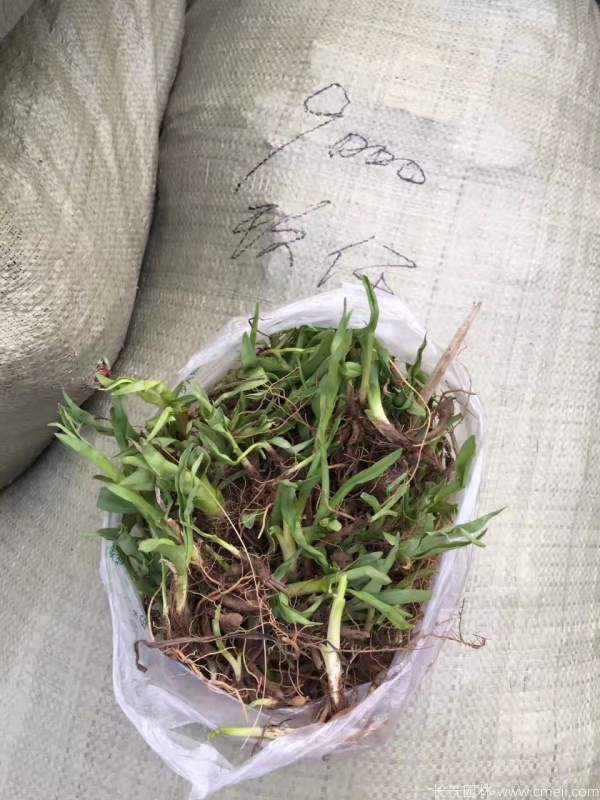 金娃娃萱草图片基地实拍 金娃娃萱草图片基地实拍