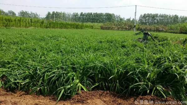 金娃娃萱草图片基地实拍 金娃娃萱草图片基地实拍