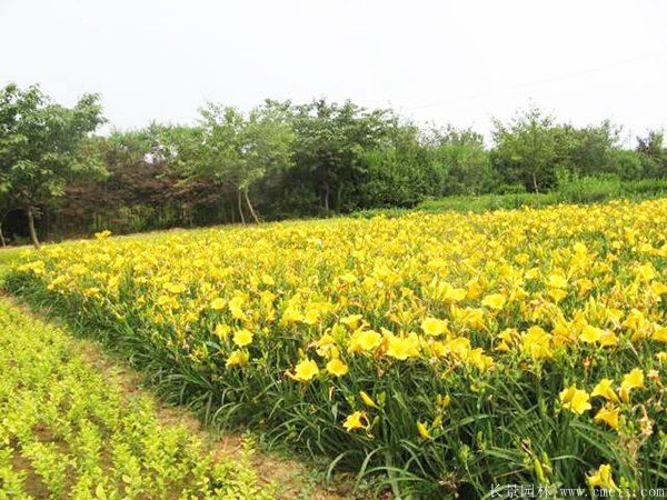 金娃娃萱草图片基地实拍 金娃娃萱草图片基地实拍