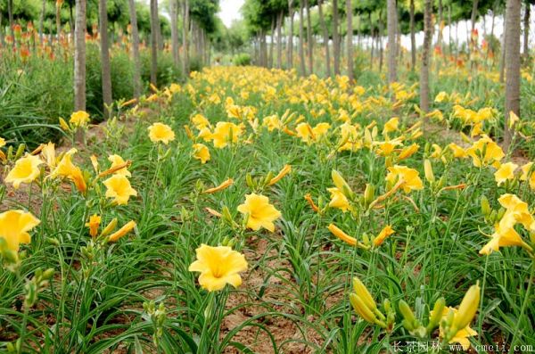 金娃娃萱草图片基地实拍 金娃娃萱草图片基地实拍