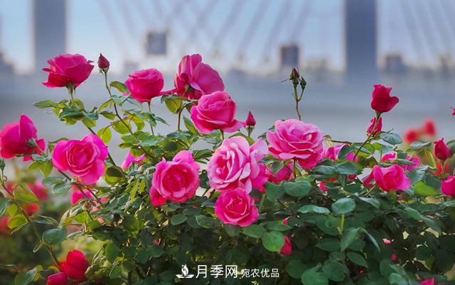 南阳农业概况,南阳名优农产品(图1) 南阳农业概况,南阳名优农产品(图1)