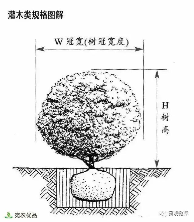 南阳月季苗木行业专业术语大全,你知多少?内容太多(图4) 南阳月季苗木行业专业术语大全,你知多少?内容太多(图4)