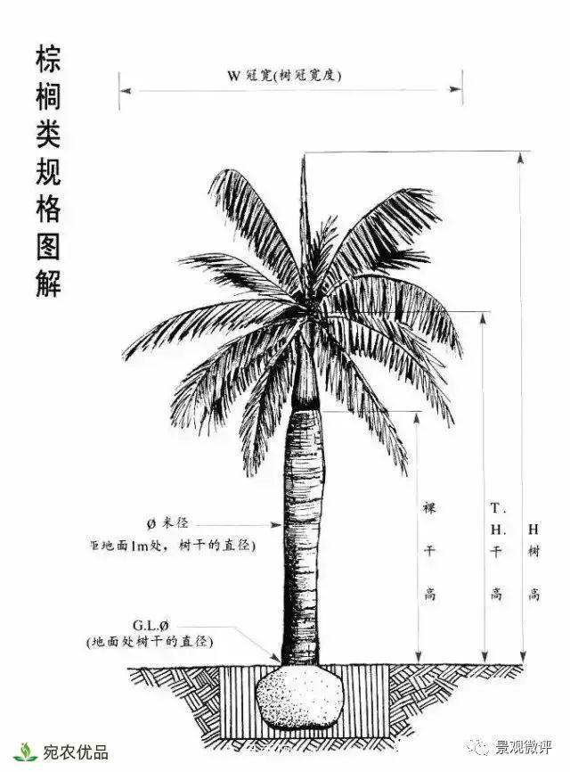 南阳月季苗木行业专业术语大全,你知多少?内容太多(图5) 南阳月季苗木行业专业术语大全,你知多少?内容太多(图5)