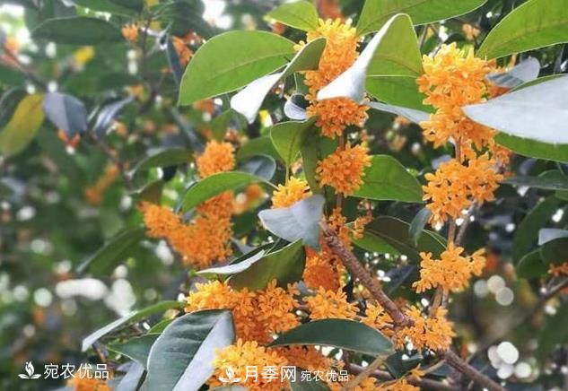 南阳苗木基地盘点桂花树的四大品种,哪种最香最好最名贵?(图2) 南阳苗木基地盘点桂花树的四大品种,哪种最香最好最名贵?(图2)