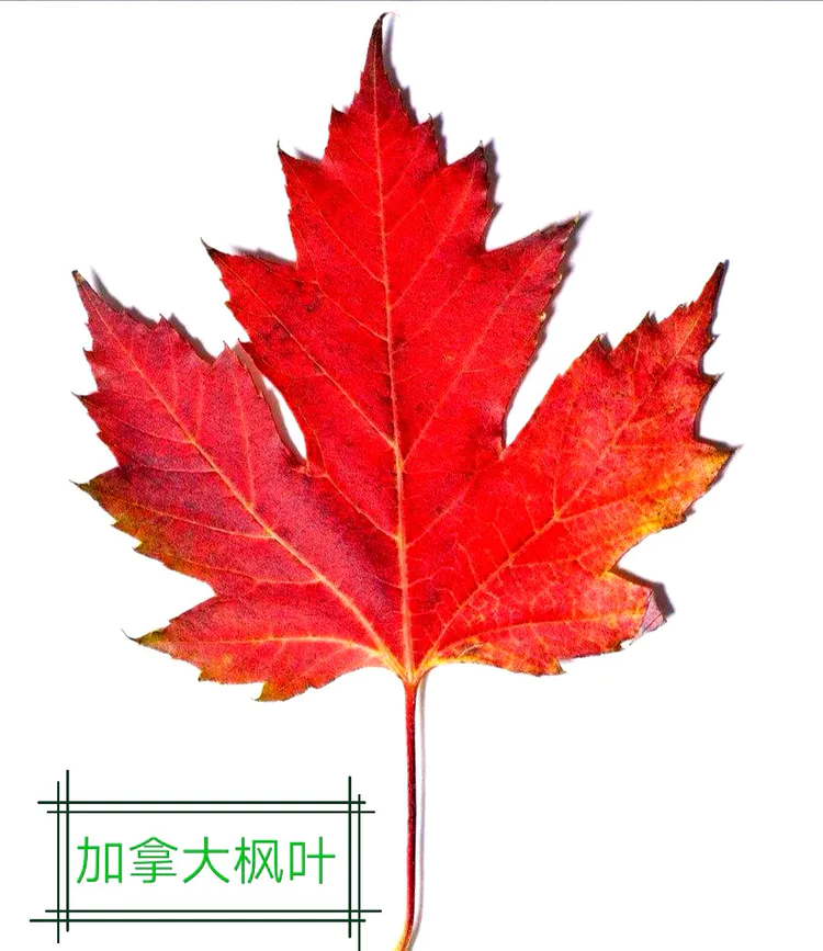 鸡爪槭与红枫的对话(图4) 鸡爪槭与红枫的对话(图4)