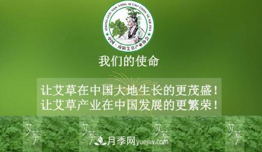 艾草变身黄金叶 南阳10多万农民因艾收益致富(图1) 艾草变身黄金叶 南阳10多万农民因艾收益致富(图1)