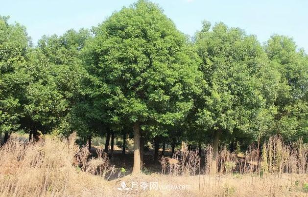 秋后苗木移栽“五个坑”(图1) 秋后苗木移栽“五个坑”(图1)