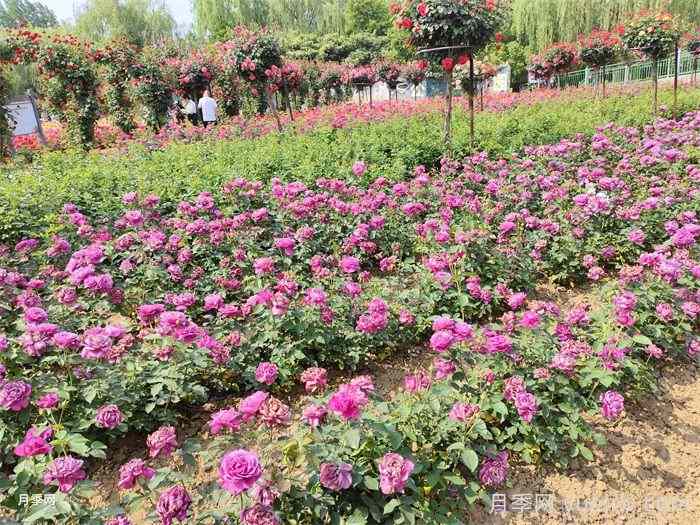 如何运用植物色彩方案配置路缘花境？(图2)