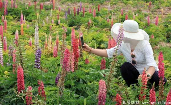 羽扇豆种子发芽出苗开花图片