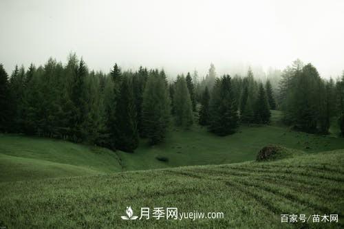 苗木要想反季节栽植,最重要的是这几步(图1) 苗木要想反季节栽植,最重要的是这几步(图1)
