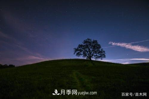 苗木要想反季节栽植,最重要的是这几步(图2) 苗木要想反季节栽植,最重要的是这几步(图2)