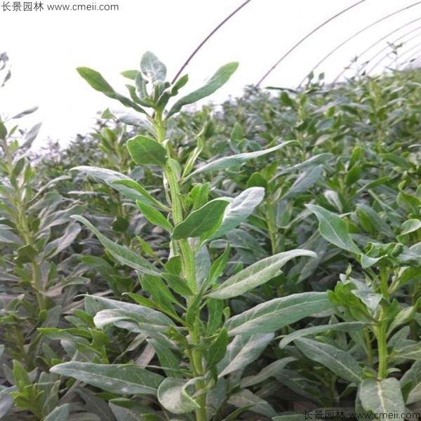 枸杞种子种植方法全攻略：从选种到养护实用指南