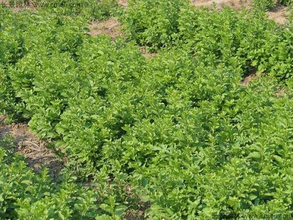 枸杞种子种植方法全攻略：从选种到养护实用指南