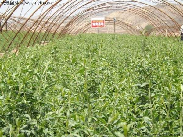 枸杞种子种植方法全攻略：从选种到养护实用指南