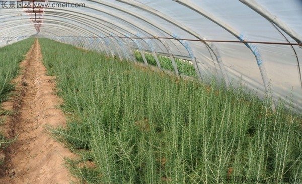 枸杞种子种植方法全攻略：从选种到养护实用指南