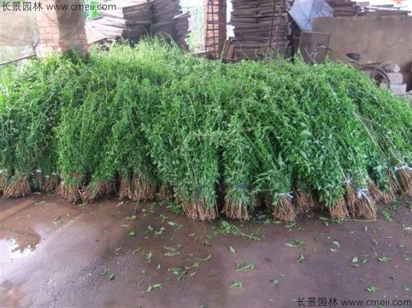 枸杞种子种植方法全攻略：从选种到养护实用指南