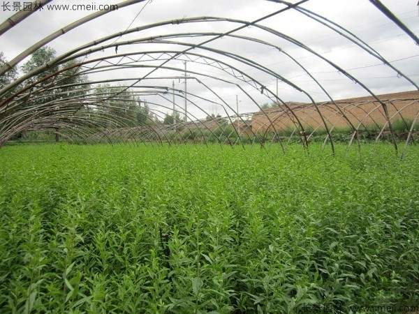 枸杞种子种植方法全攻略：从选种到养护实用指南