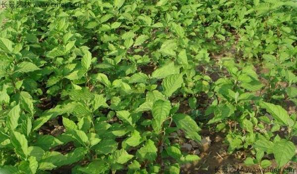牛膝种子种植方法全攻略：从选种到苗期管理