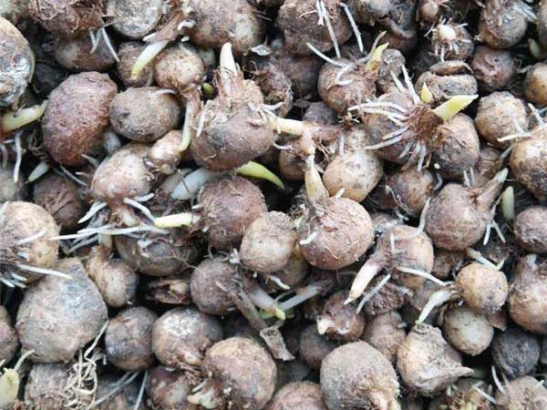 半夏种子种植方法全攻略：播种时间与亩产量详解