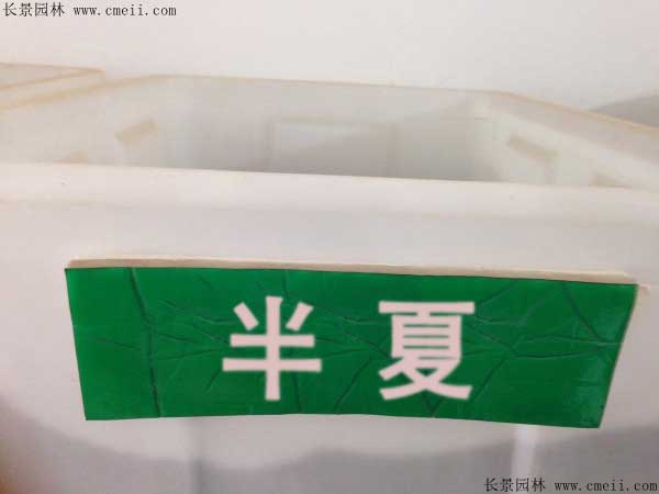 半夏种子图片