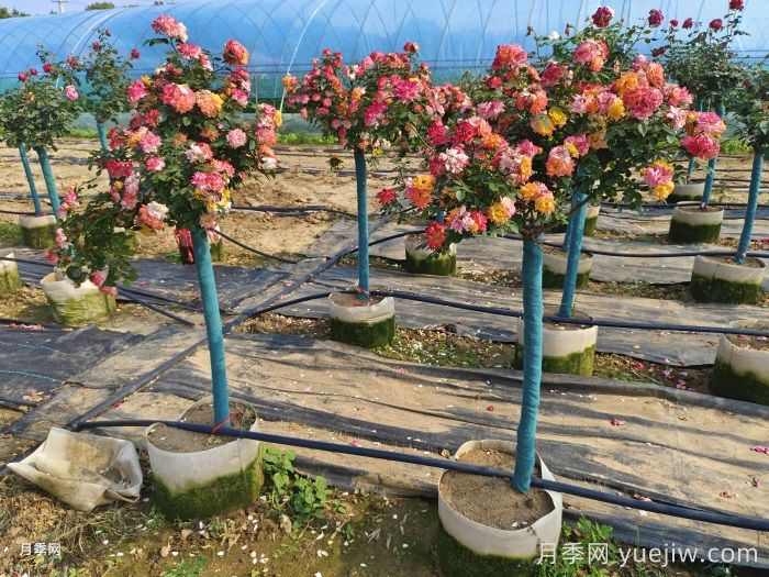 月季花木人不可不知的土壤酸碱知识(图1)