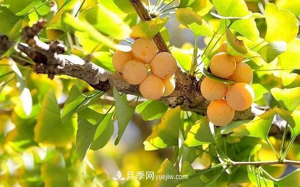 北方庭院十大吉祥之树,种什么树寓意好?(图1) 北方庭院十大吉祥之树,种什么树寓意好?(图1)