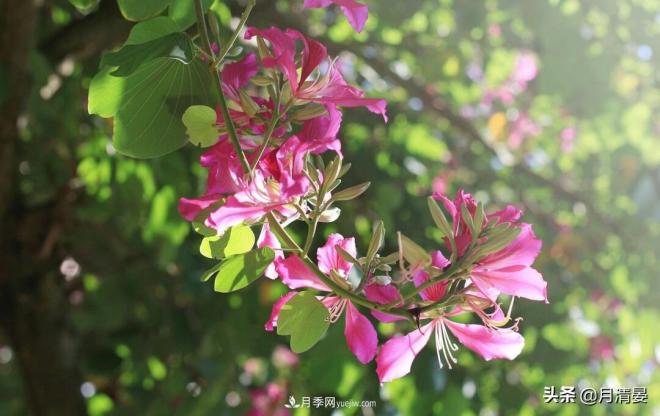 盘点那些记忆里的花木景色(图1) 盘点那些记忆里的花木景色(图1)