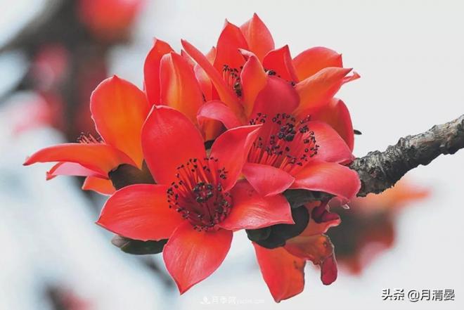 盘点那些记忆里的花木景色(图5) 盘点那些记忆里的花木景色(图5)