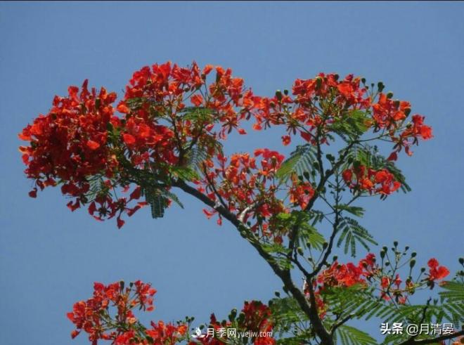盘点那些记忆里的花木景色(图6) 盘点那些记忆里的花木景色(图6)