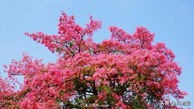 盘点那些记忆里的花木景色(图2) 盘点那些记忆里的花木景色(图2)