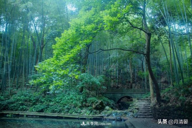 盘点那些记忆里的花木景色(图4) 盘点那些记忆里的花木景色(图4)
