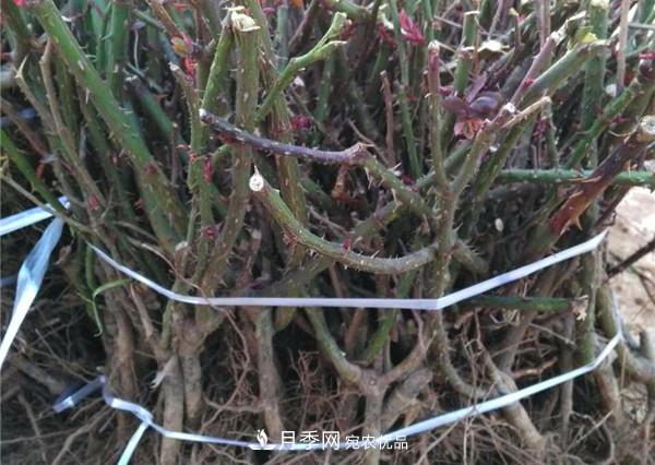 南阳月季裸根苗批发,品种齐全(图3) 南阳月季裸根苗批发,品种齐全(图3)