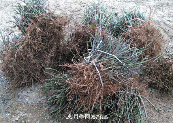 南阳月季裸根苗批发,品种齐全(图2) 南阳月季裸根苗批发,品种齐全(图2)