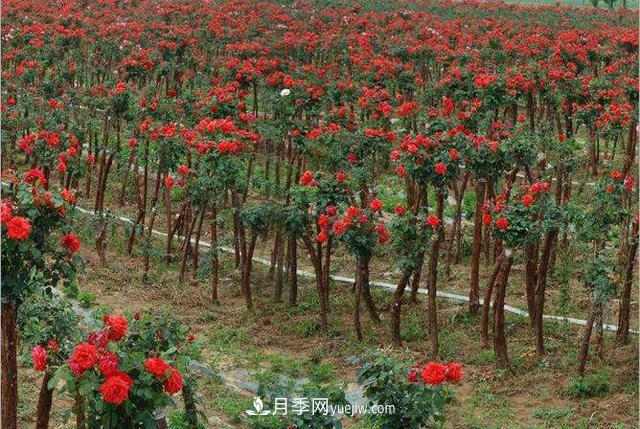 新乡获嘉县高秆月季销售旺助农增收(图1) 新乡获嘉县高秆月季销售旺助农增收(图1)