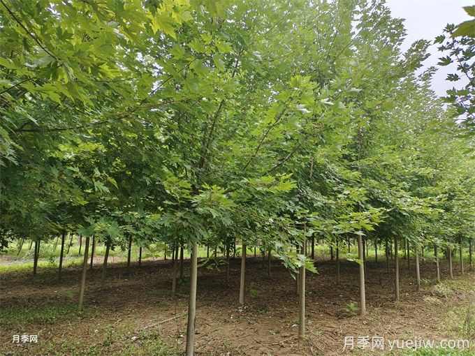 100种常见园林绿化植物(图1) 100种常见园林绿化植物(图1)