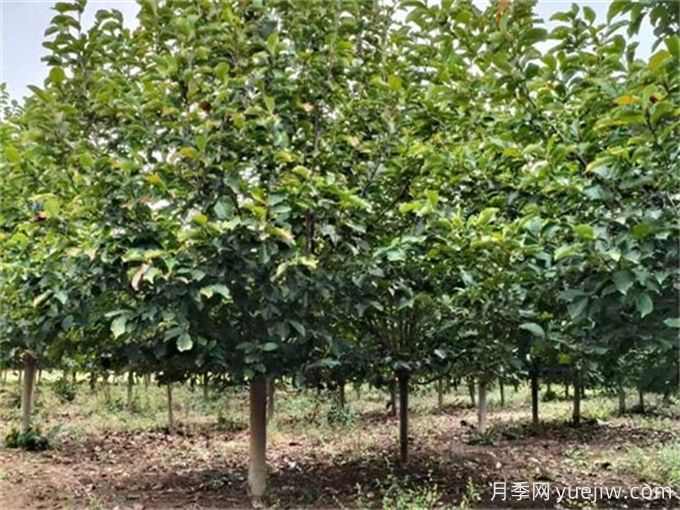 100种常见园林绿化植物(图4) 100种常见园林绿化植物(图4)