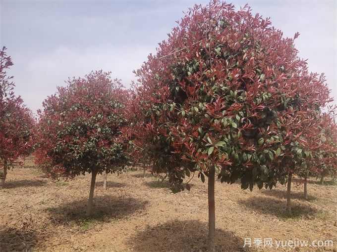 100种常见园林绿化植物(图2) 100种常见园林绿化植物(图2)