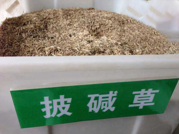 披碱草种子图片 披碱草种子图片