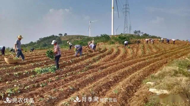 南阳唐河“小红薯”撑起脱贫致富“大产业”(图1) 南阳唐河“小红薯”撑起脱贫致富“大产业”(图1)