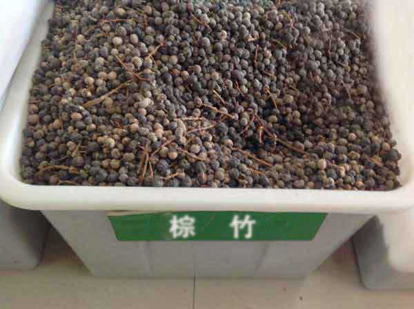 棕竹种子图片