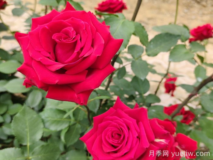花卉苗木专业术语知识点(图1) 花卉苗木专业术语知识点(图1)