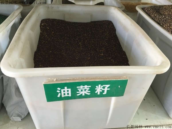 油菜籽种子图片
